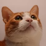 0110cat profile picture