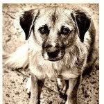 100plusevergladesrescue profile picture