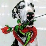 101danes profile picture