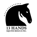 13handsequine profile picture