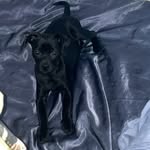 1599.gio profile picture