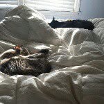 1eye_and_2face_cats profile picture