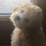 1pc_nugget profile picture