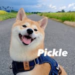 20pickle profile picture