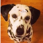 2_spotted_labs profile picture