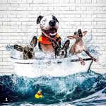 2cresteds_and_a_pibble profile picture
