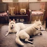 2huskies_ profile picture