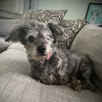 2legdogs profile picture
