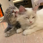 2little_cat profile picture