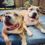 2pitbrothers profile picture