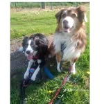 2politepups profile picture