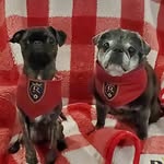 2puglife profile picture