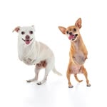 2pups4paws profile picture