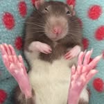 2rescuerats profile picture