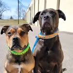 2wagginbullybutts profile picture