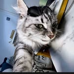 30.98195861 profile picture