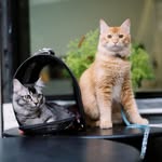 3bou.miao profile picture