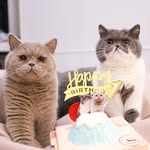 3brothersmeow profile picture