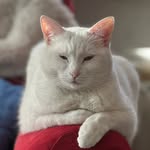 3gattebianche profile picture