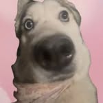 3oogiemamas212 profile picture