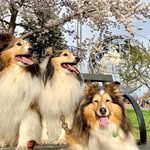3shelties profile picture