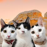3whiskerteeers profile picture