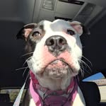 5150_fur_momma profile picture