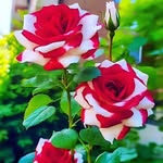 6677komalmishra profile picture