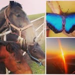 737butterfly profile picture