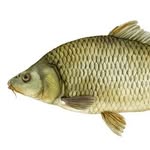 7deadlycarps profile picture
