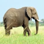 96elephants profile picture