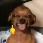 __akela_hu profile picture