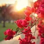 __devmani__ profile picture