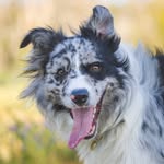 __olliethebordercollie__ profile picture