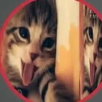 __samistha.roy__ profile picture