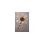 __s____ophemera profile picture