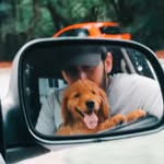 __thor__the__pup__ profile picture