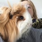 _AliceGoddard profile picture