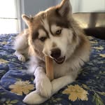 _animal.lover.smith profile picture