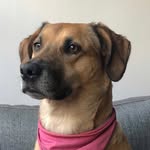 _annie_paws_ profile picture