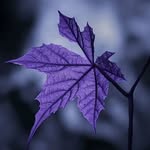 _anthophile123 profile picture