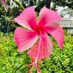 _aura_flowerdaily profile picture