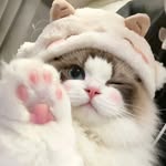 _beriqq profile picture