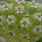 _bloominghoyas profile picture
