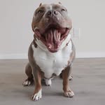 _bronsonthebully profile picture