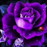 _butterflyrogers profile picture