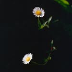 _carlosjaramillo_ profile picture