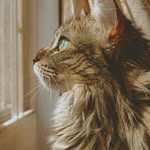 _cat.sasha_ profile picture