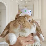 _cookie.holland.lop_ profile picture