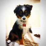 _copperthetoyaussie profile picture